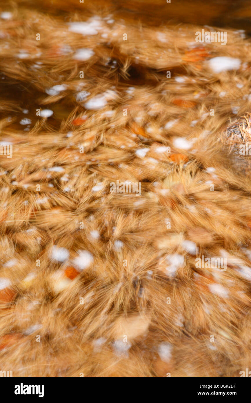 Otter rocks kancamagus highway white hires stock photography and
