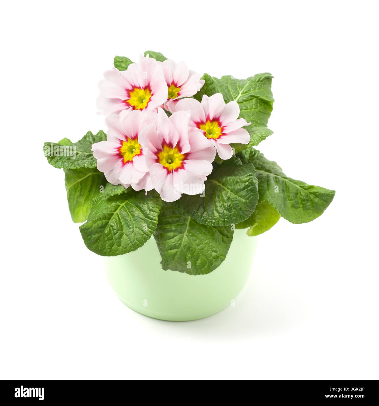Rosy primrose in ceramic pot Stock Photo
