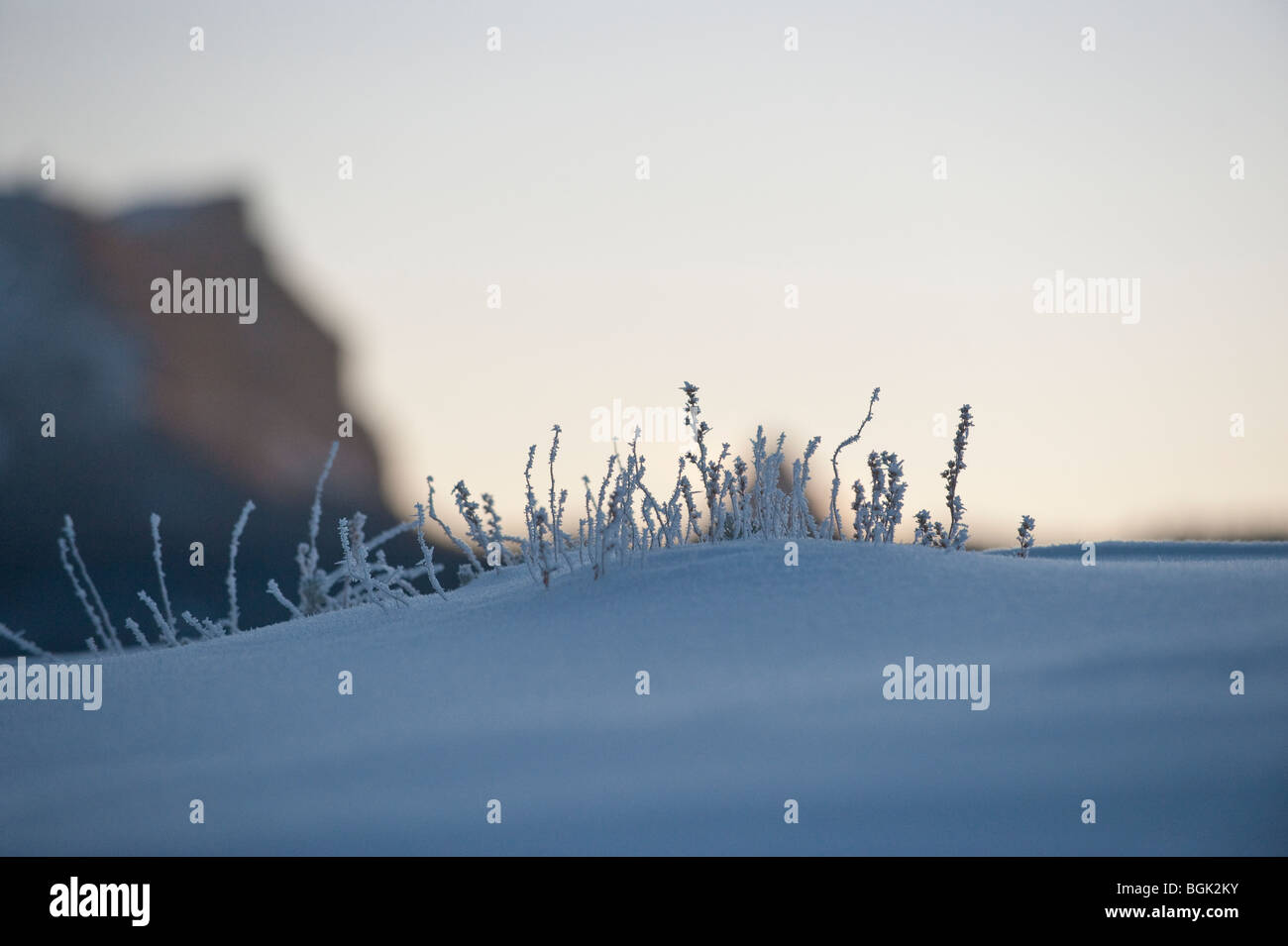FROST COVERED GRASSES IN FRONT OF NOUNT SUBLETTE Stock Photo