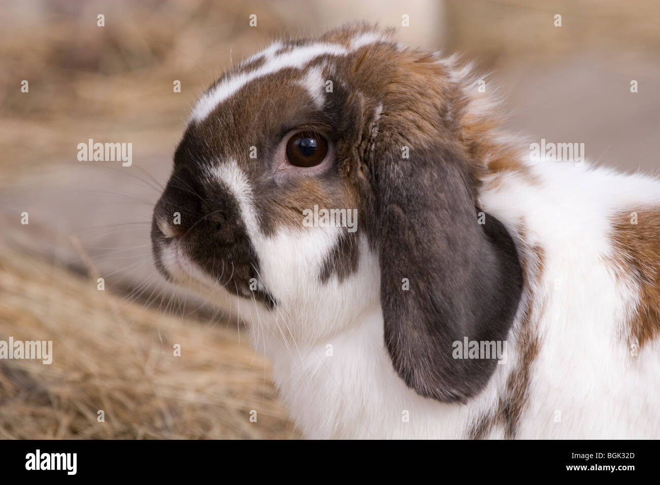 Holland Lop pet dwarf rabbit outdoors in autumn Stock Photo Alamy