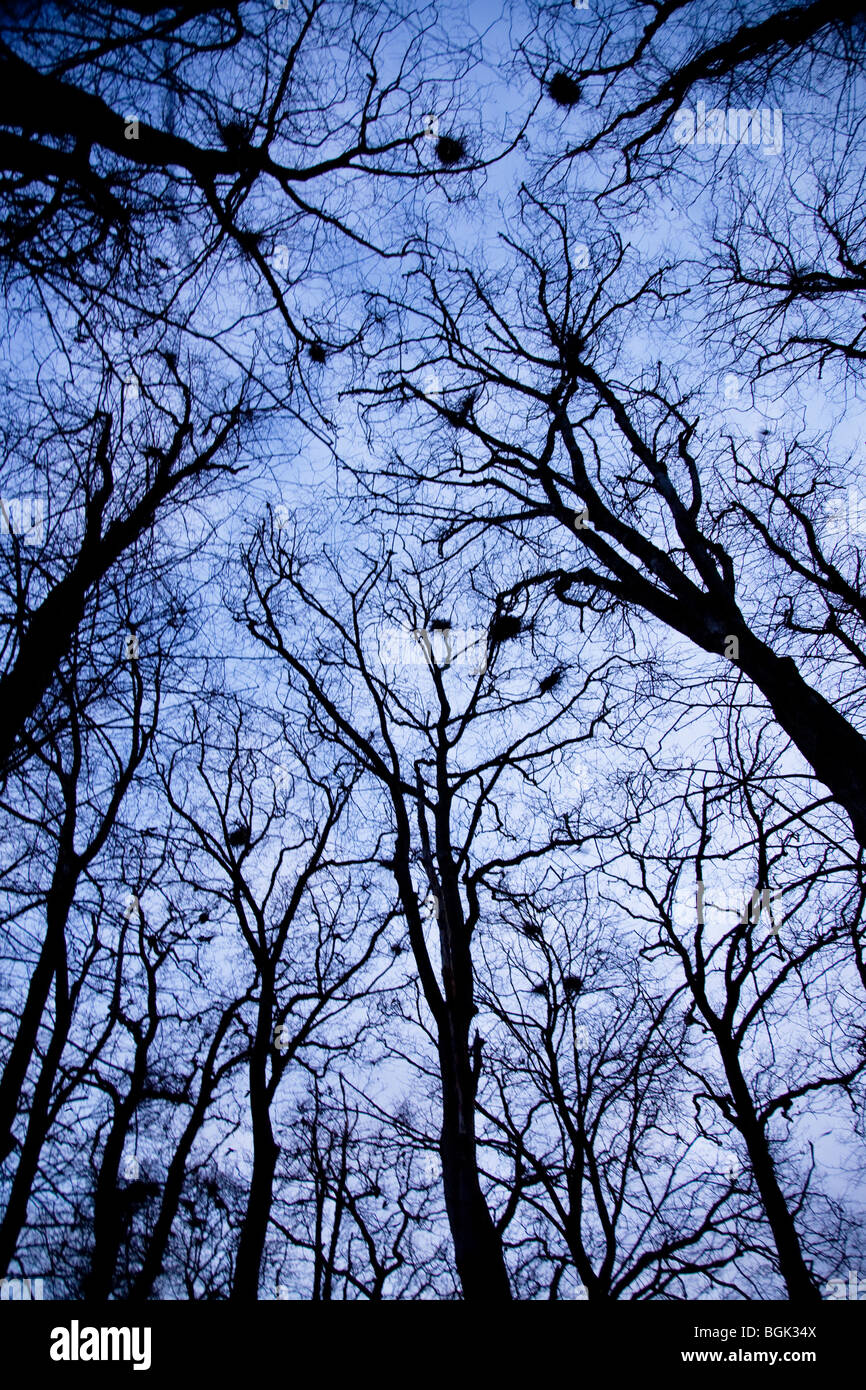 Rookery in winter, Gloucestershire, England, UK Stock Photo