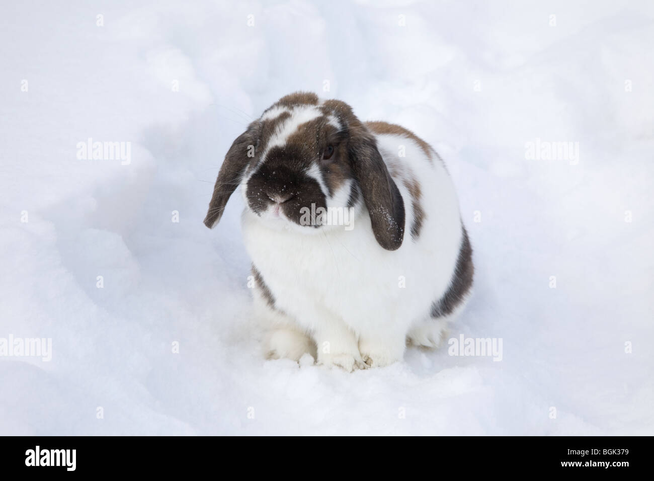 Holland Lop pet dwarf rabbit outdoors in backyard in winter Stock Photo