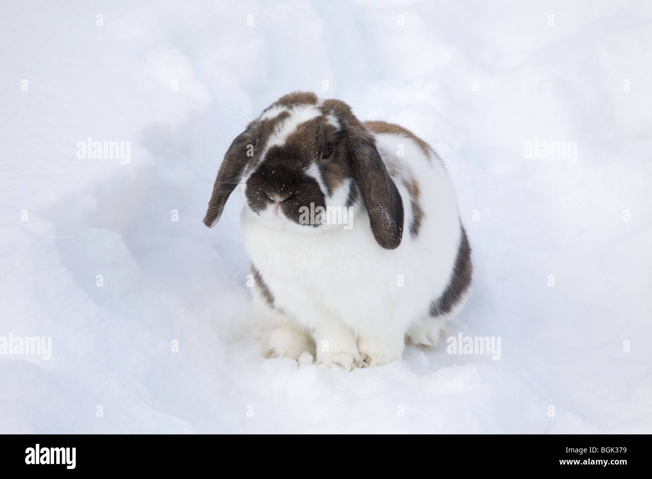 Holland Lop pet dwarf rabbit outdoors in snow covered backyard  in winter Stock Photo