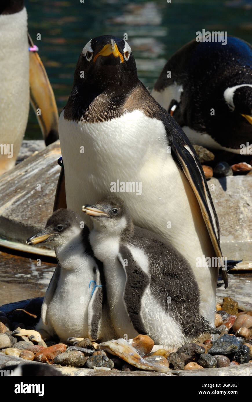 Gentoo Penguin with newly born chicks, Edinburgh Zoo, Scotland, UK Stock Photo