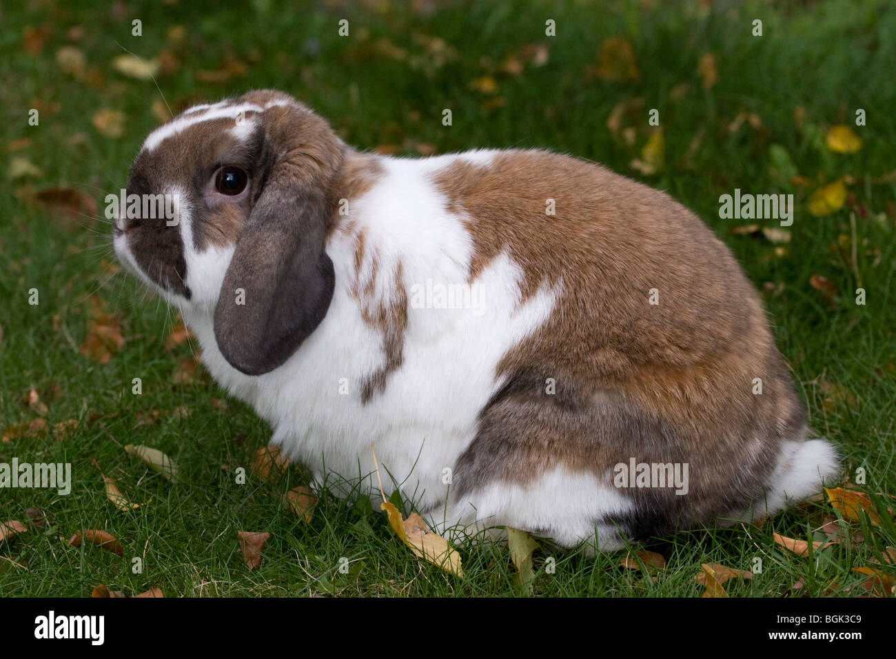 Holland Lop pet dwarf rabbit outdoors on lawn in autumn Stock Photo