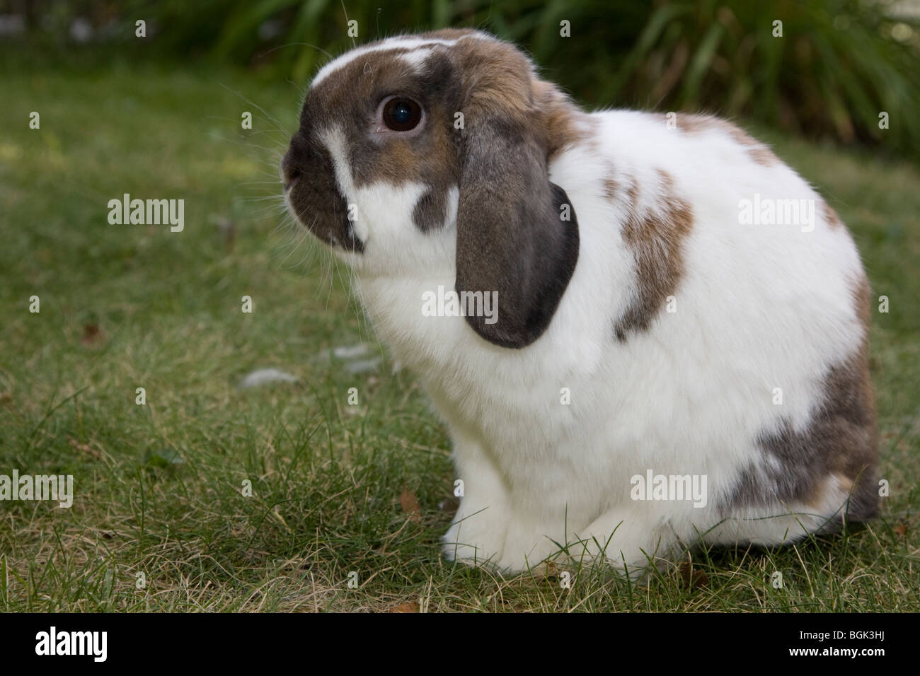 Holland Lop pet dwarf rabbit outdoors on green grass in summer Stock Photo