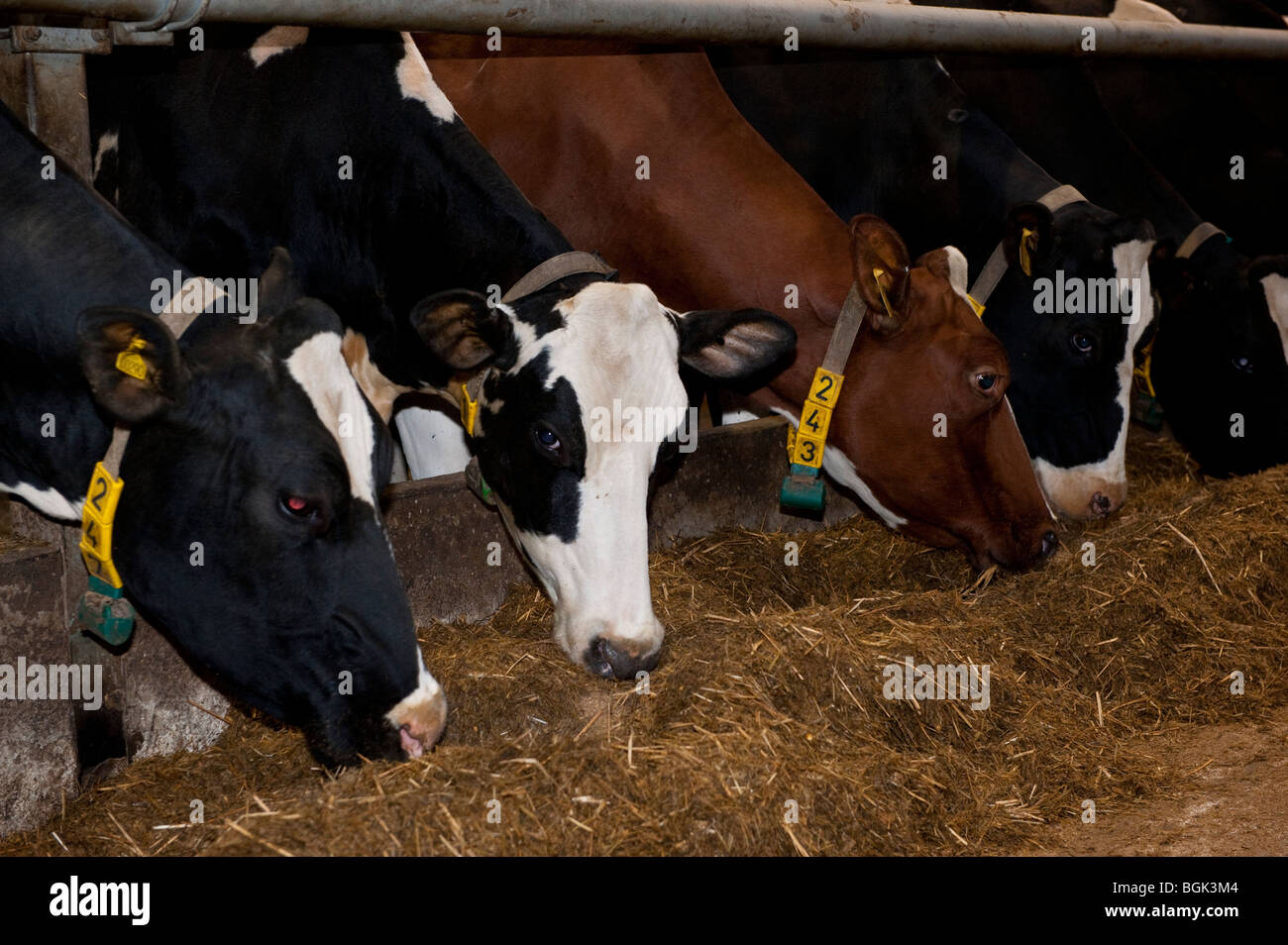 Dairy Cattle eating in feed passage. Stock Photo