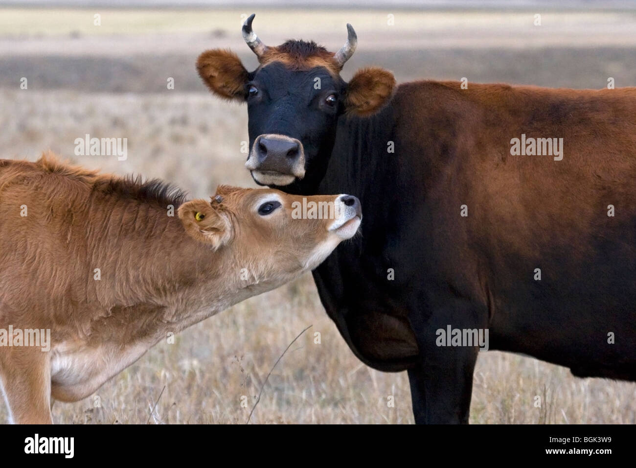 Jersey Cow Close Up High Resolution Stock Photography and Images - Alamy