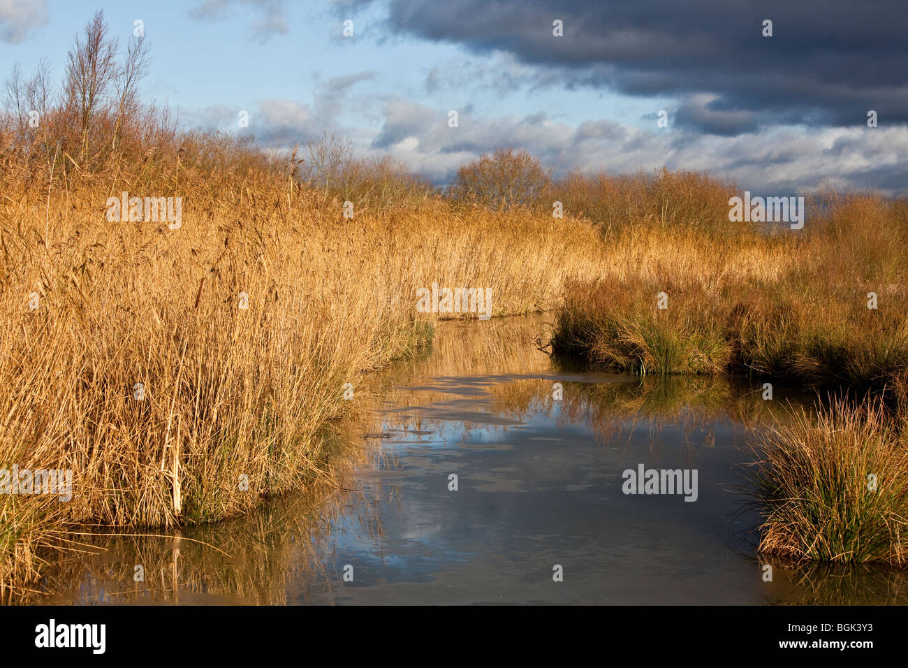 Reed beds in water meadow, England, UK Stock Photo