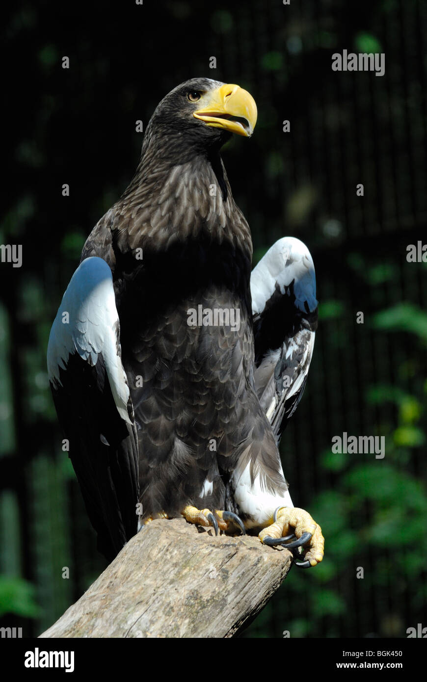 Steller's Sea Eagle, Edinburgh Zoo, Scotland Stock Photo - Alamy