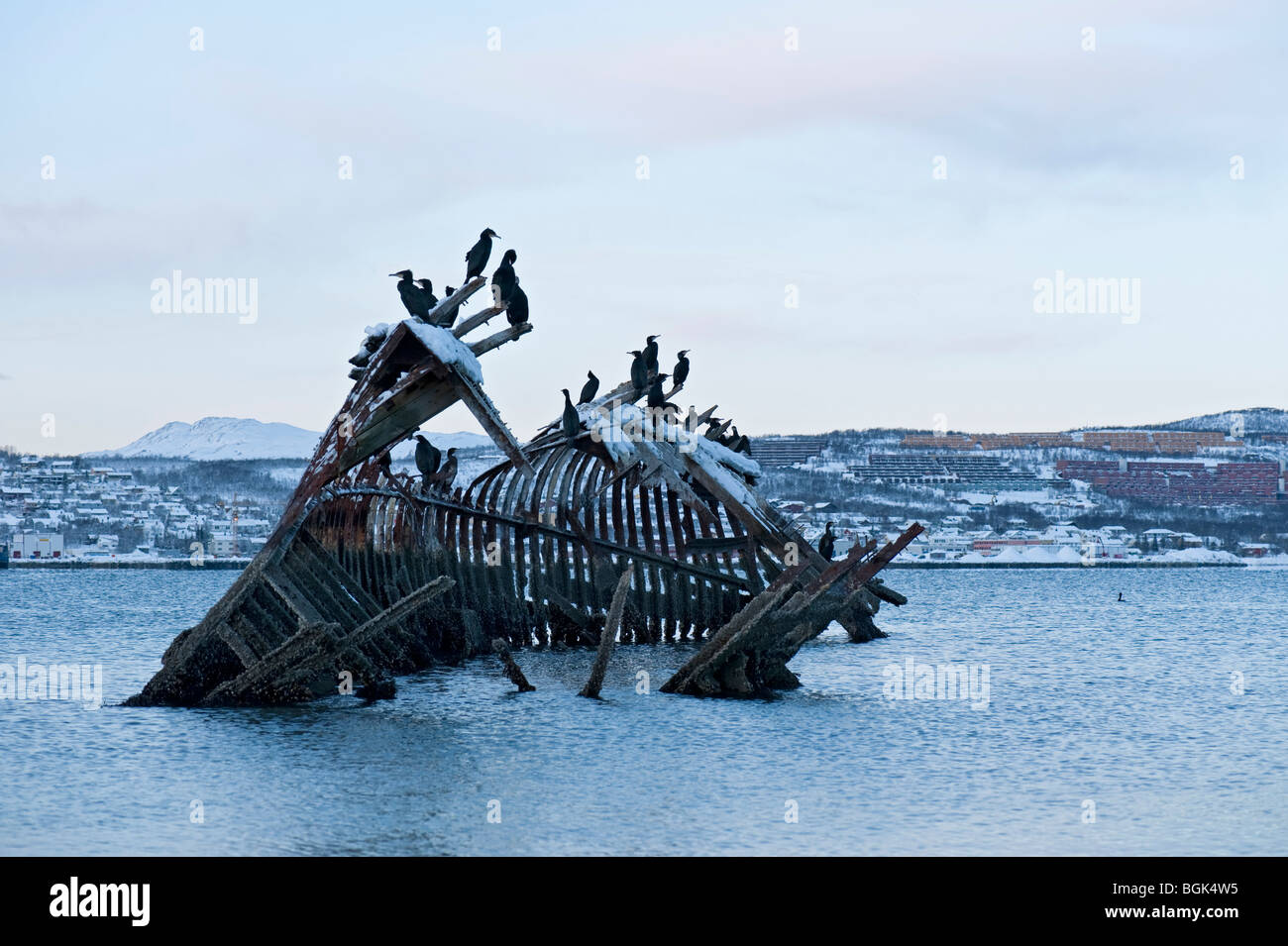Cormorants on a shipwreck Stock Photo