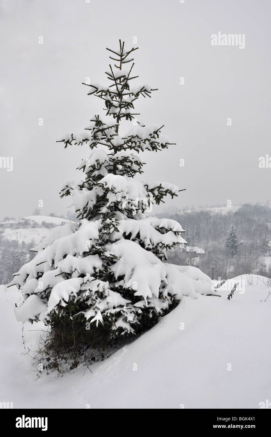 Lonely pine tree covered with snow Stock Photo - Alamy