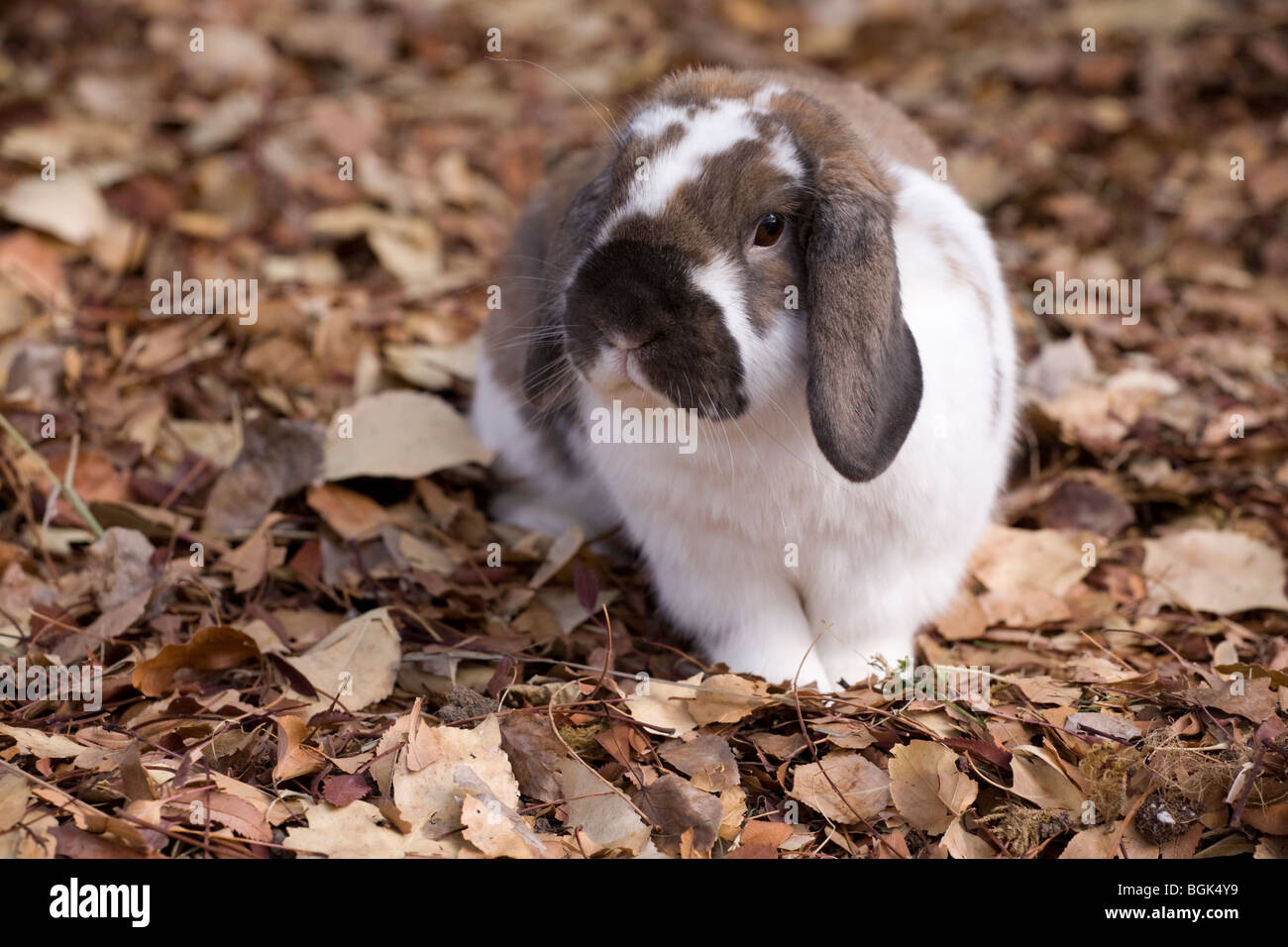 Holland Lop pet dwarf rabbit outdoors on fallen leaves in autumn Stock