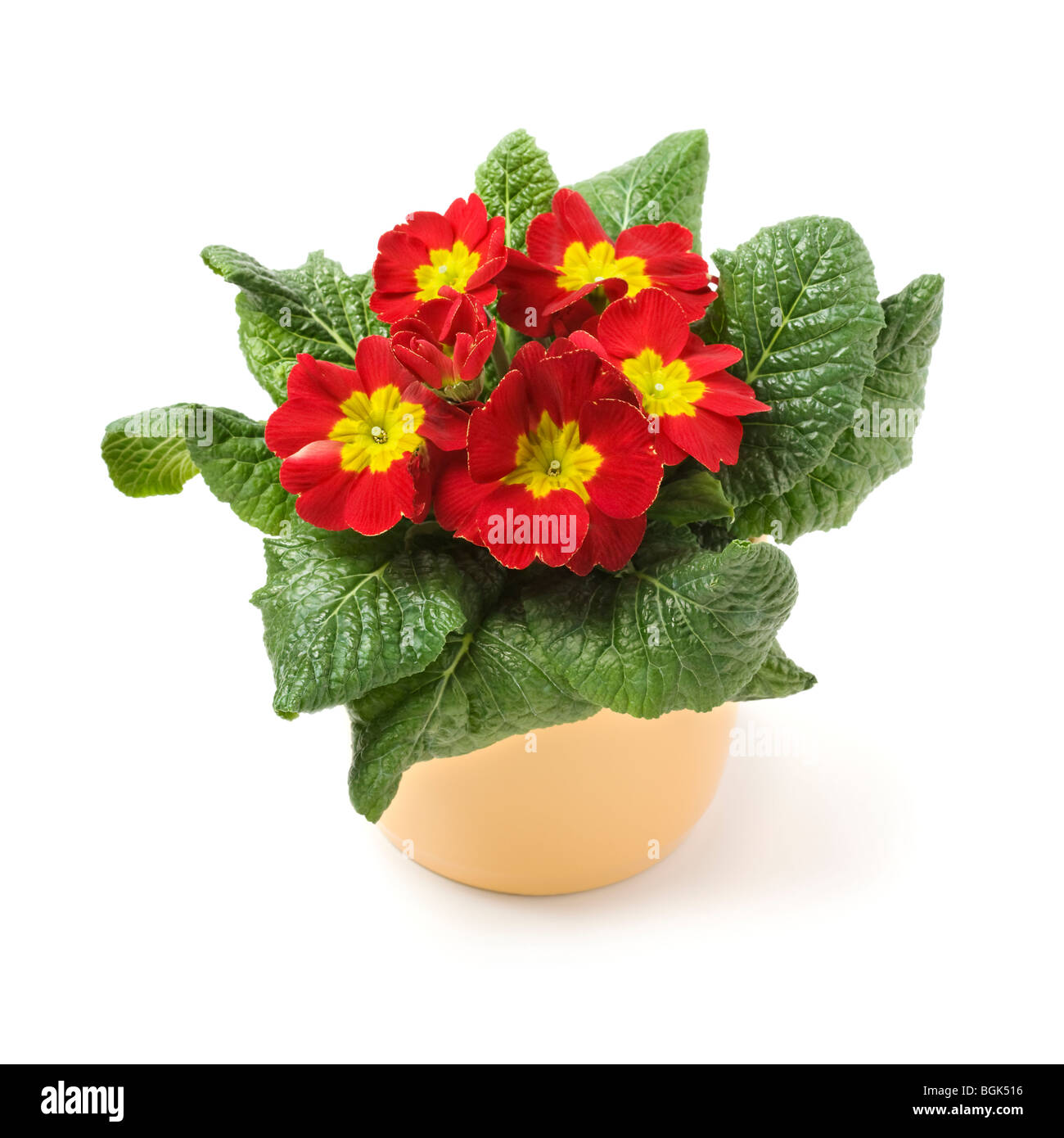 Red Primrose In Ceramic Pot Stock Photo Alamy