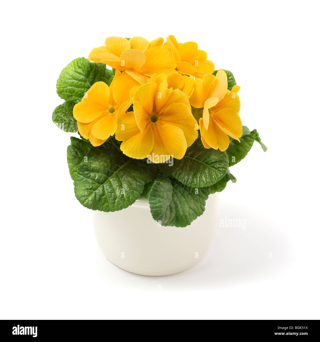 Yellow primrose in ceramic pot Stock Photo