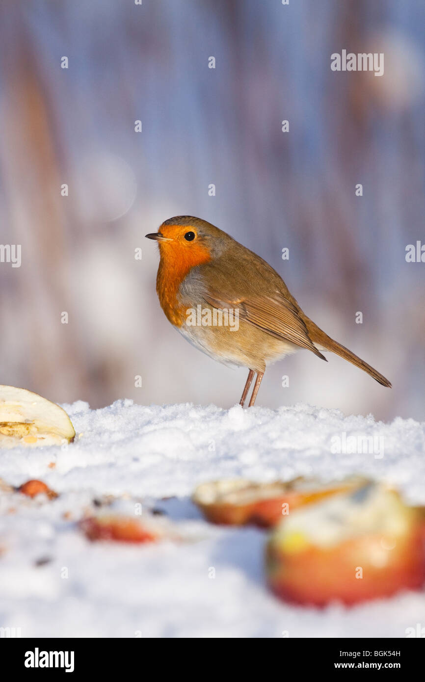 Robin in winter garden, England, UK Stock Photo
