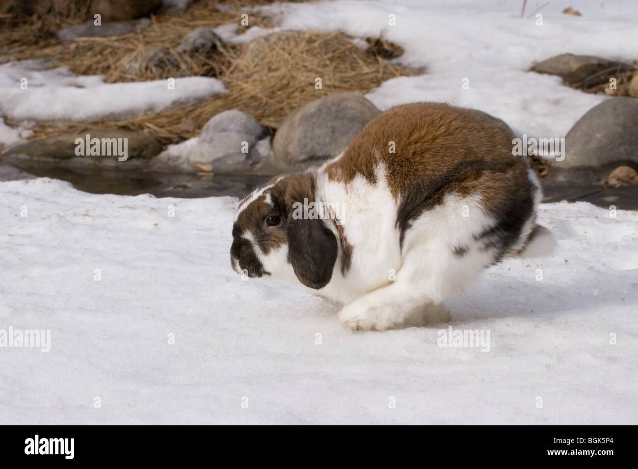 Holland Lop pet dwarf rabbit hopping through a backyard while playing outdoors in winter Stock Photo