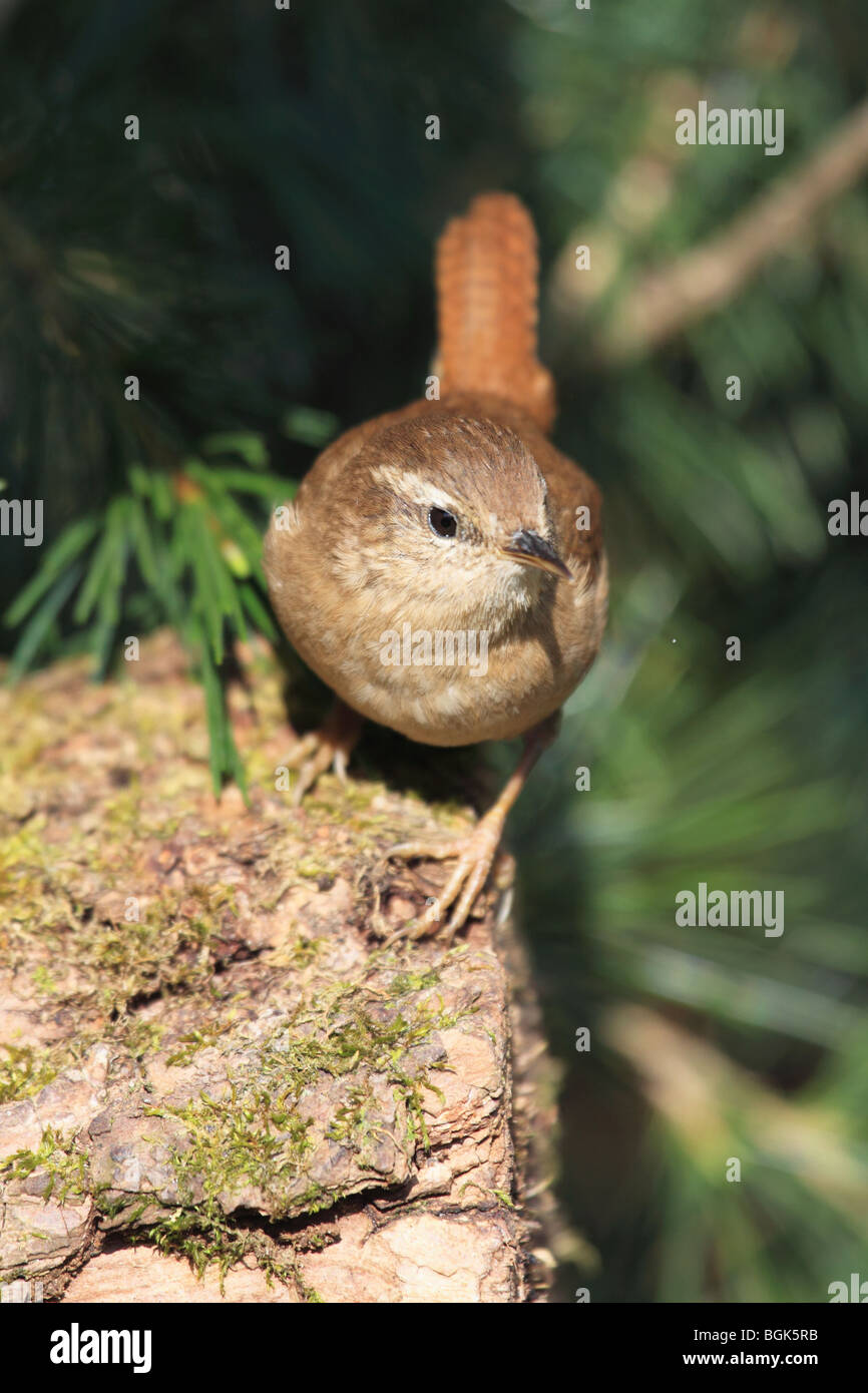 Wren (Troglodytes troglodytes) perched on tree stump, England, UK Stock Photo