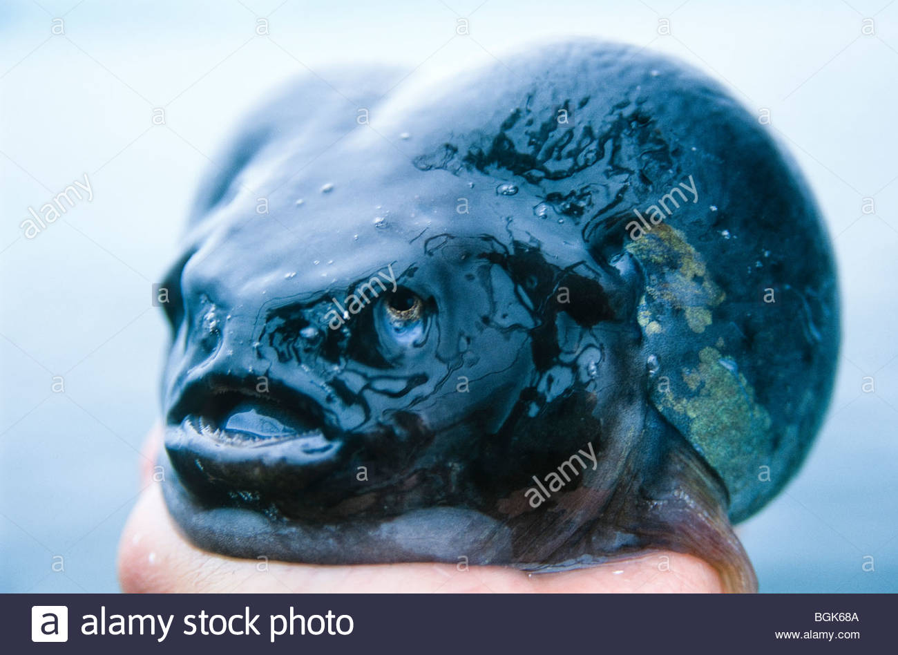 Smooth Lumpsucker Stock Photo: 27466890 - Alamy for smooth lumpsucker
61obs Smooth Lumpsucker Stock Photo: 27466890 - Alamy for smooth lumpsucker
61obs