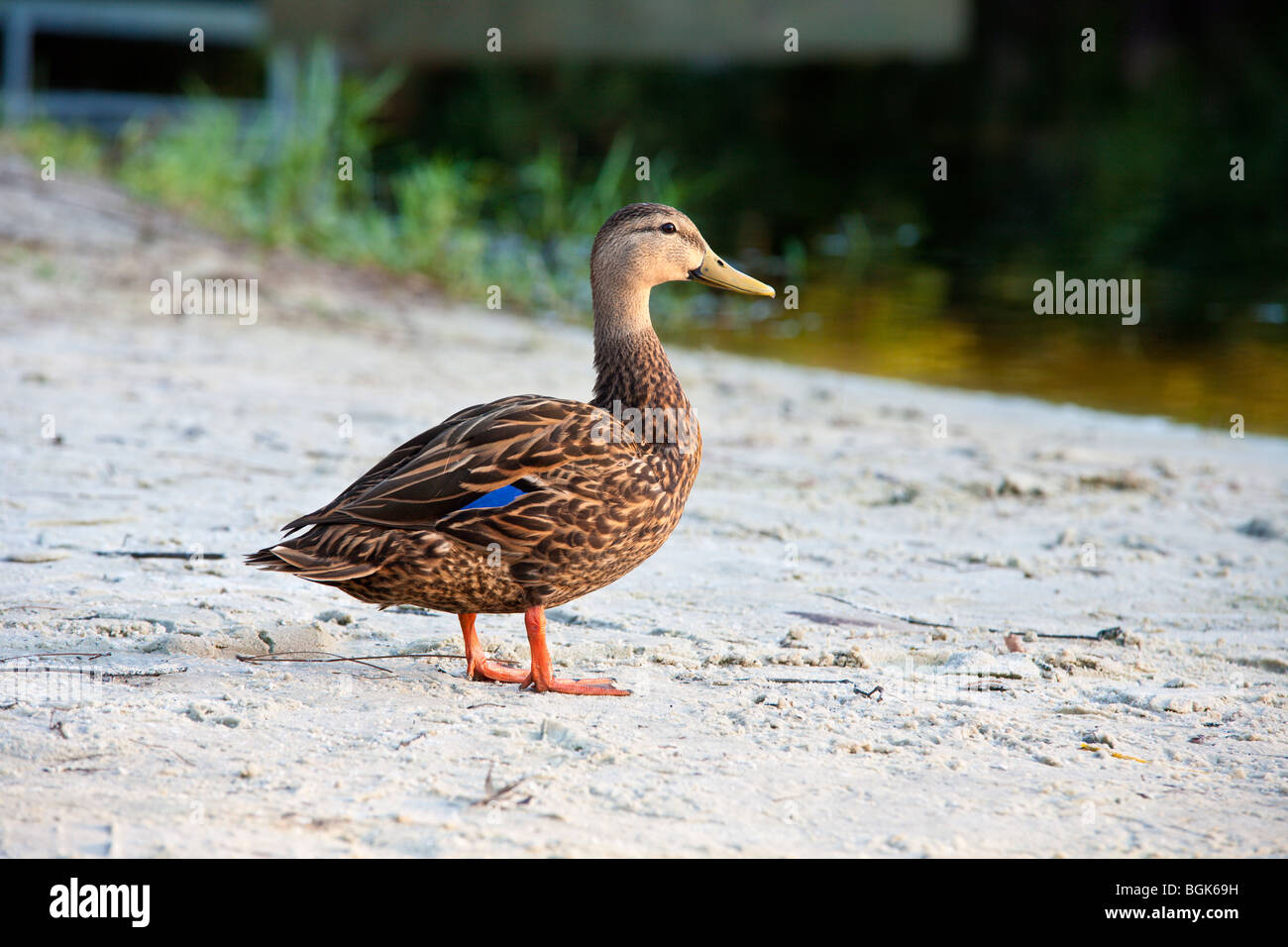 Mallard duck on sand beach near lake inside Walt Disney World's Fort Wilderness RV resort in Central Florida Stock Photo
