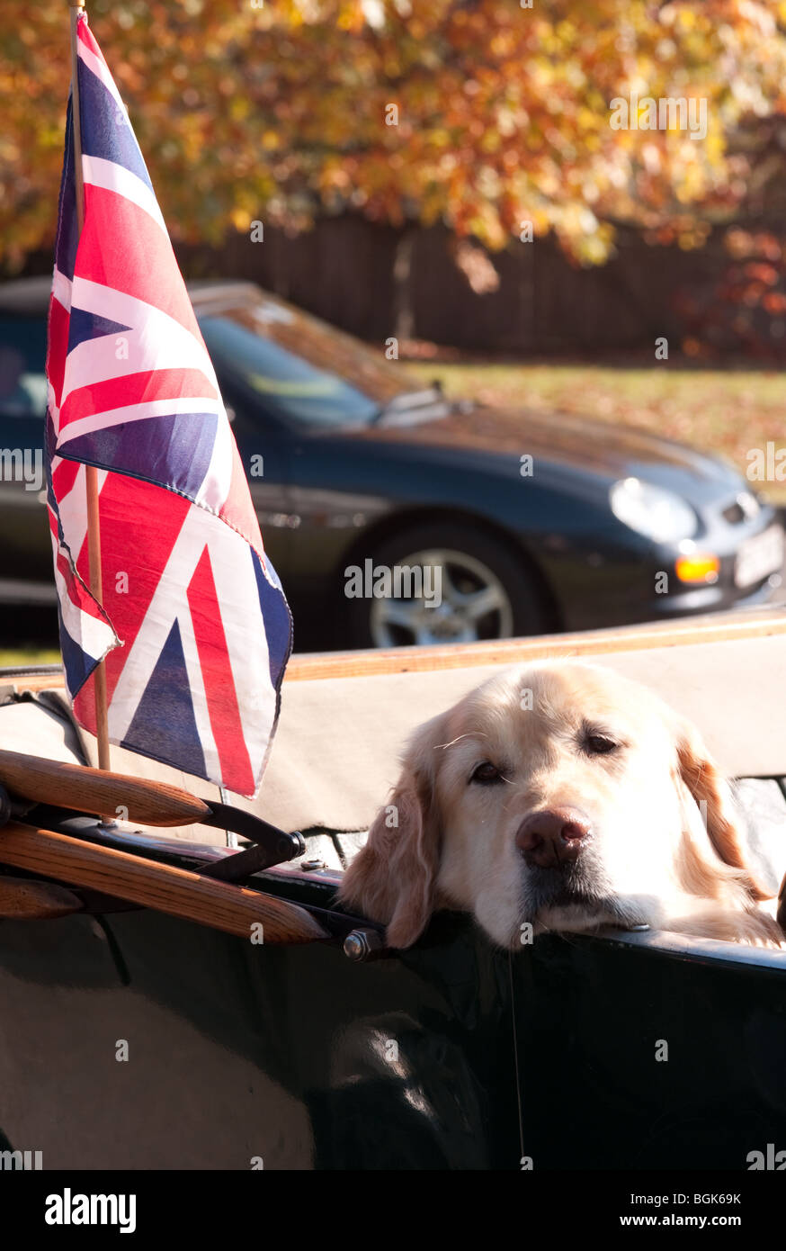 Labrador in Vintage MG with Union flag, Capel, Surrey, England dozing in the autumn sunlight Stock Photo