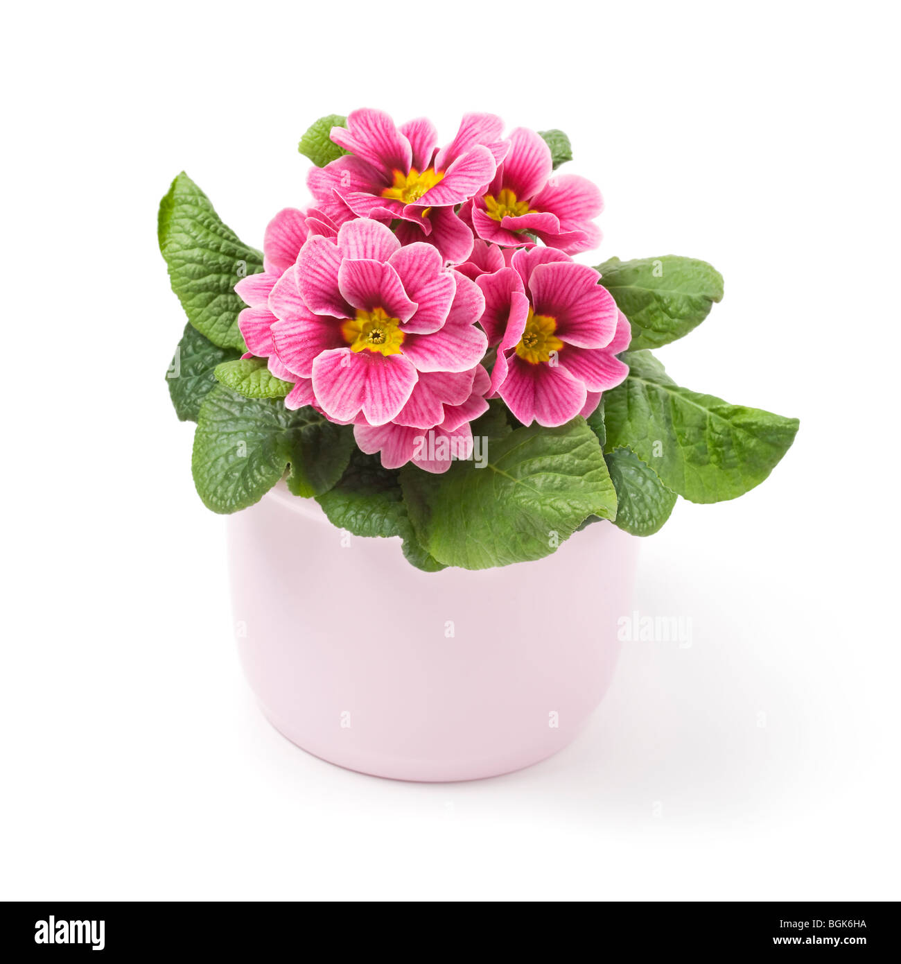 Pink primrose in ceramic pot Stock Photo