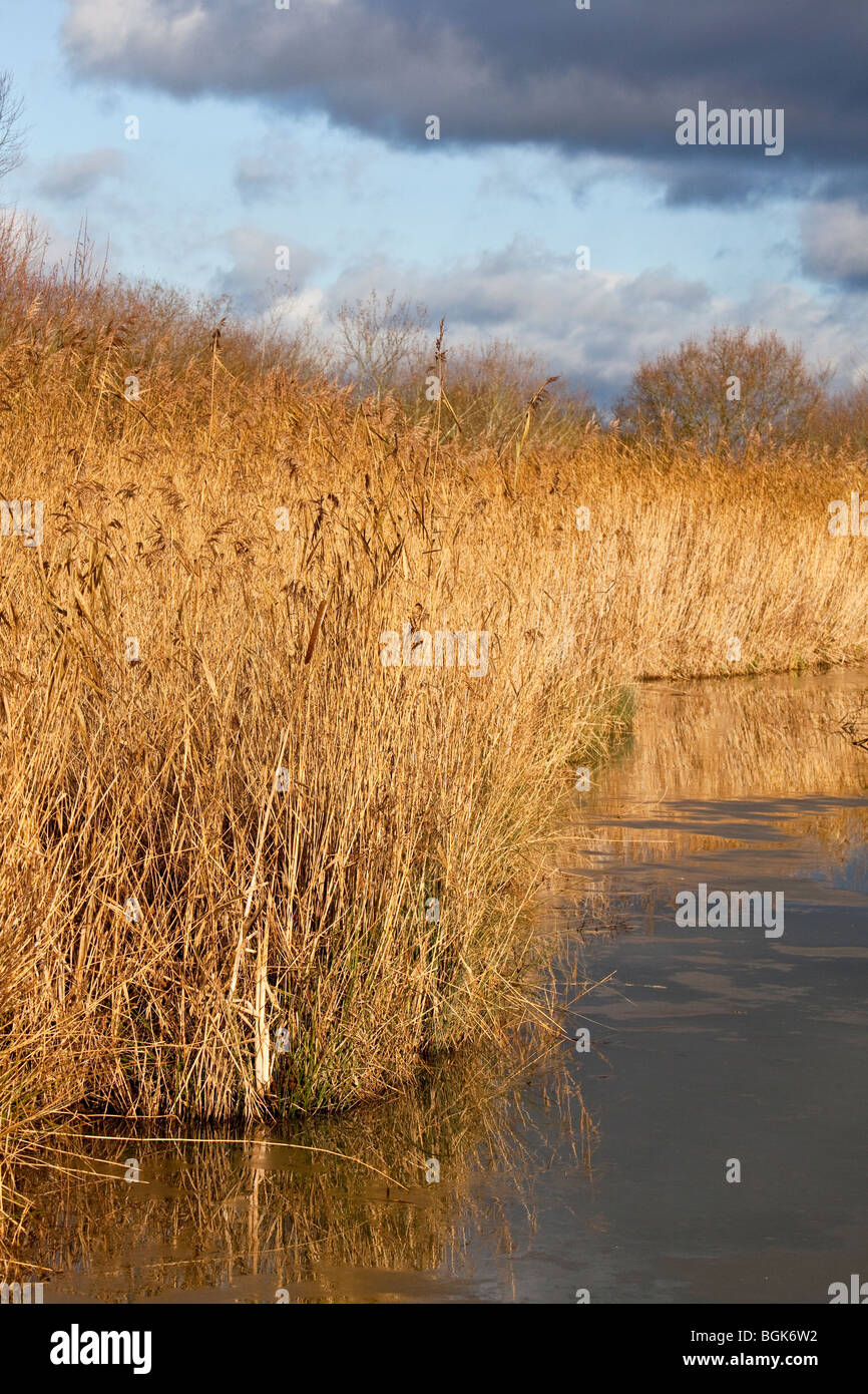 Reed beds in water meadow, England, UK Stock Photo