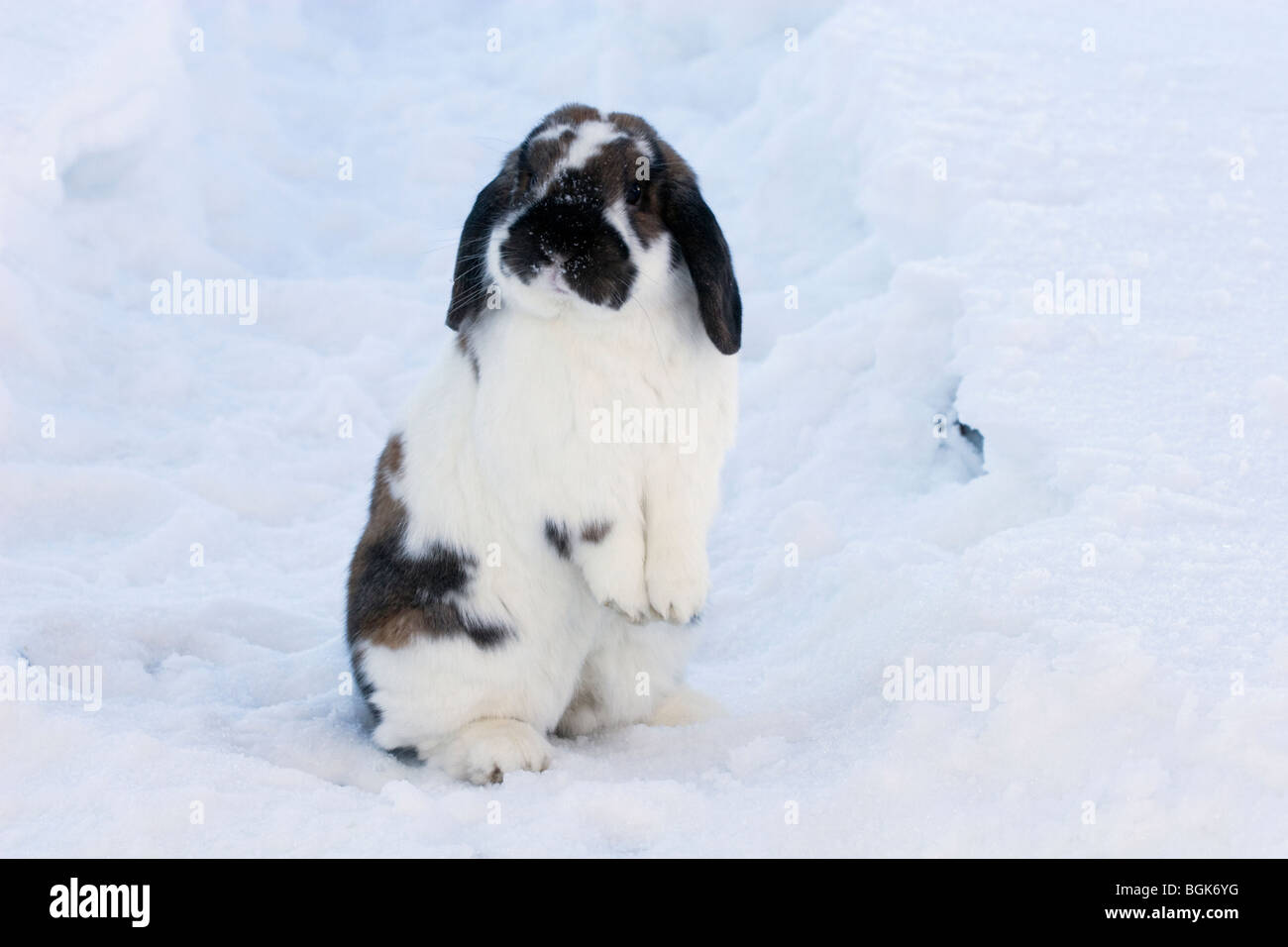 Holland Lop pet dwarf rabbit playing outdoors in snow covered backyard