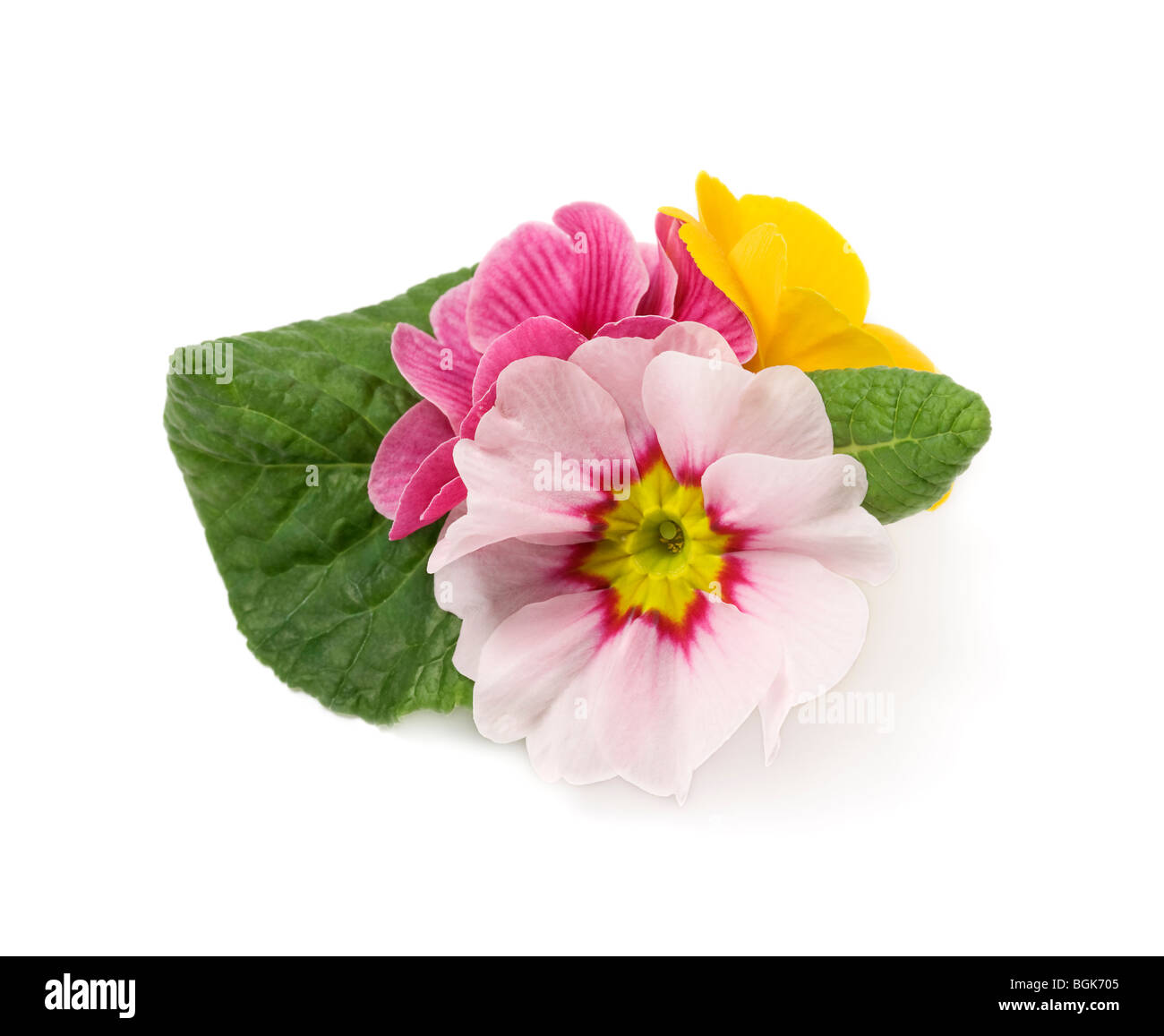 Colorful primroses on white background Stock Photo