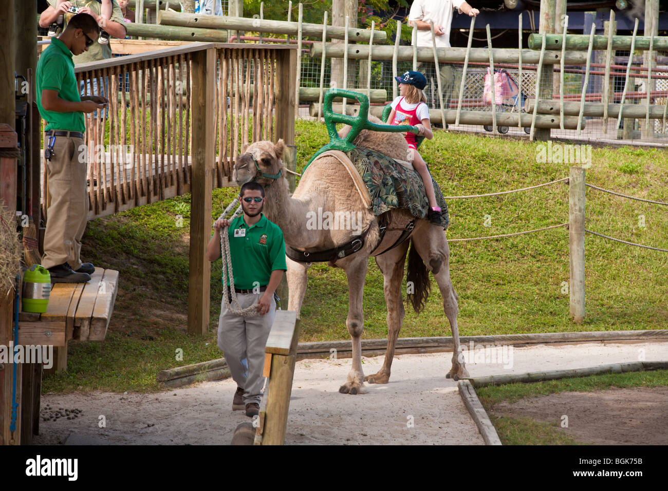 Visitors ride a Dromedary Camel (Camelus dromedarius) led by animal handler at Lowry Park Zoo in Tampa, Florida Stock Photo