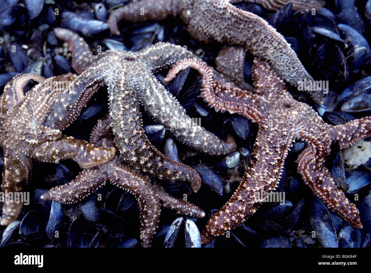 Starfish / Star Fish / Sea Stars and Mussels, Haida Gwaii (Queen Charlotte Islands), BC, British Columbia, Canada - Evasterias Stock Photo - Alamy Starfish / Star Fish / Sea Stars and Mussels, Haida Gwaii (Queen Charlotte Islands), BC, British Columbia, Canada - Evasterias Stock Photo - Alamy