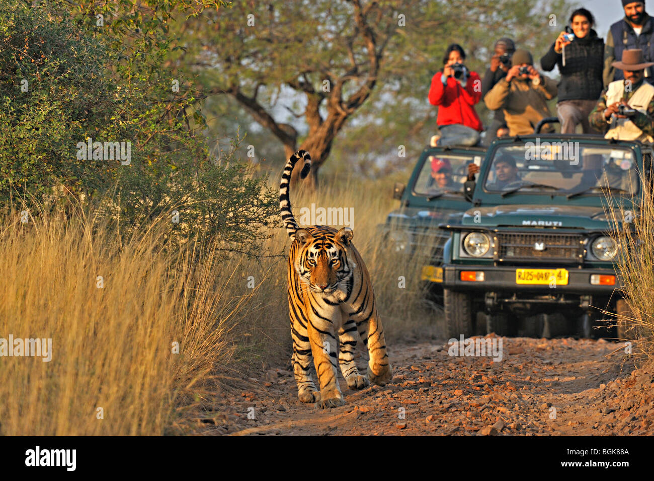 Tourist vehicles following a tiger on a tiger safari in Ranthambhore tiger reserve Stock Photo