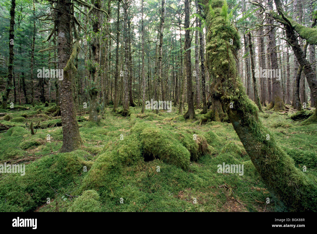 Haida Gwaii (Queen Charlotte Islands), Northern BC, British Columbia, Canada - Temperate Rainforest on Graham Island Stock Photo