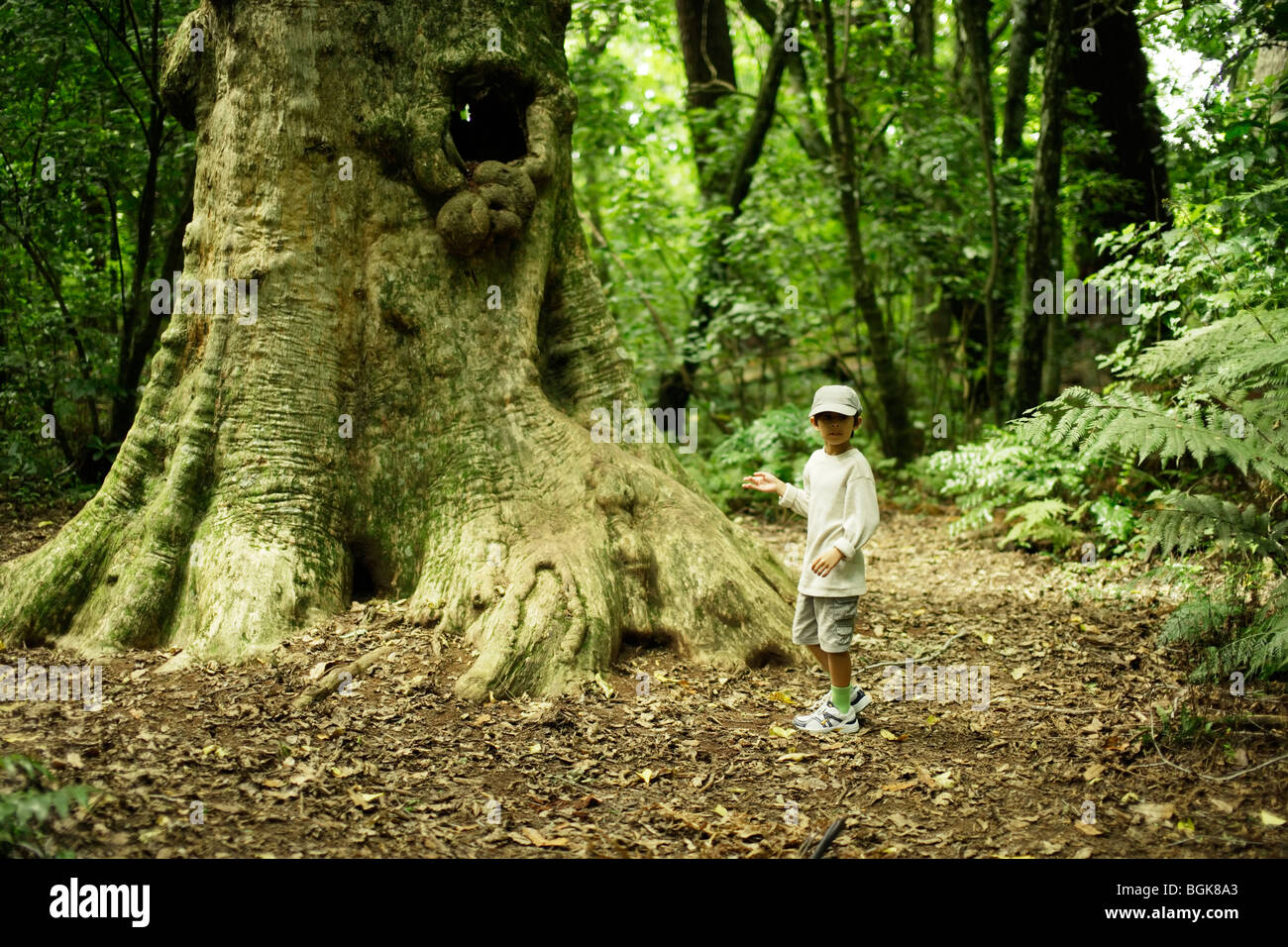 Children play beside 2000 year old Puriri tree in Pukekura park, New