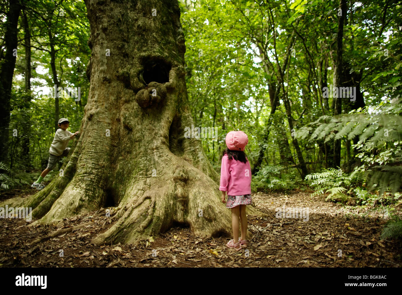 Children play beside 2000 year old Puriri tree in Pukekura park, New Plymouth, New Zealand Stock Photo
