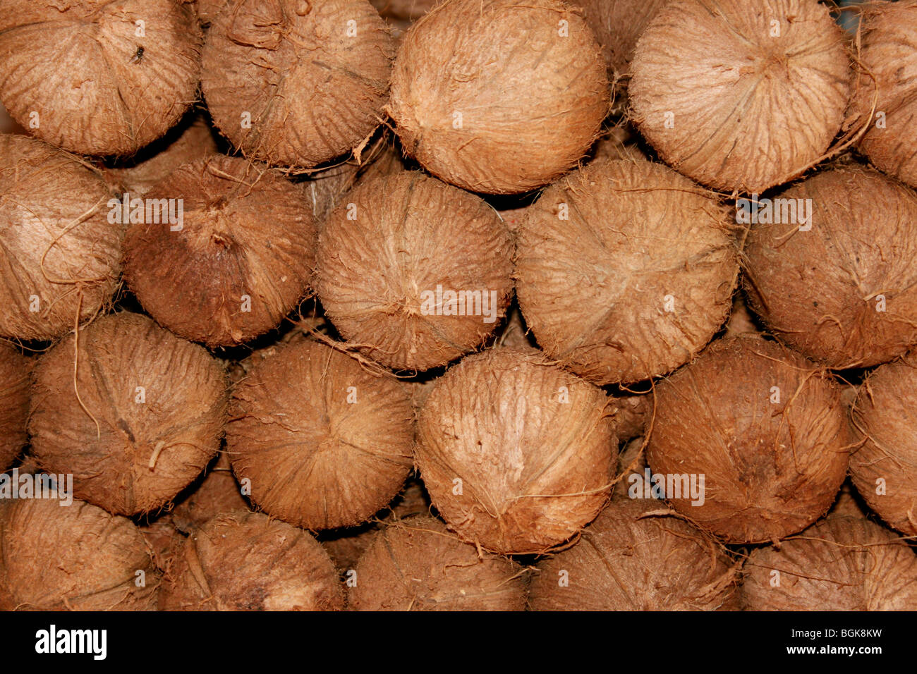 Group of Coconuts Stock Photo Alamy