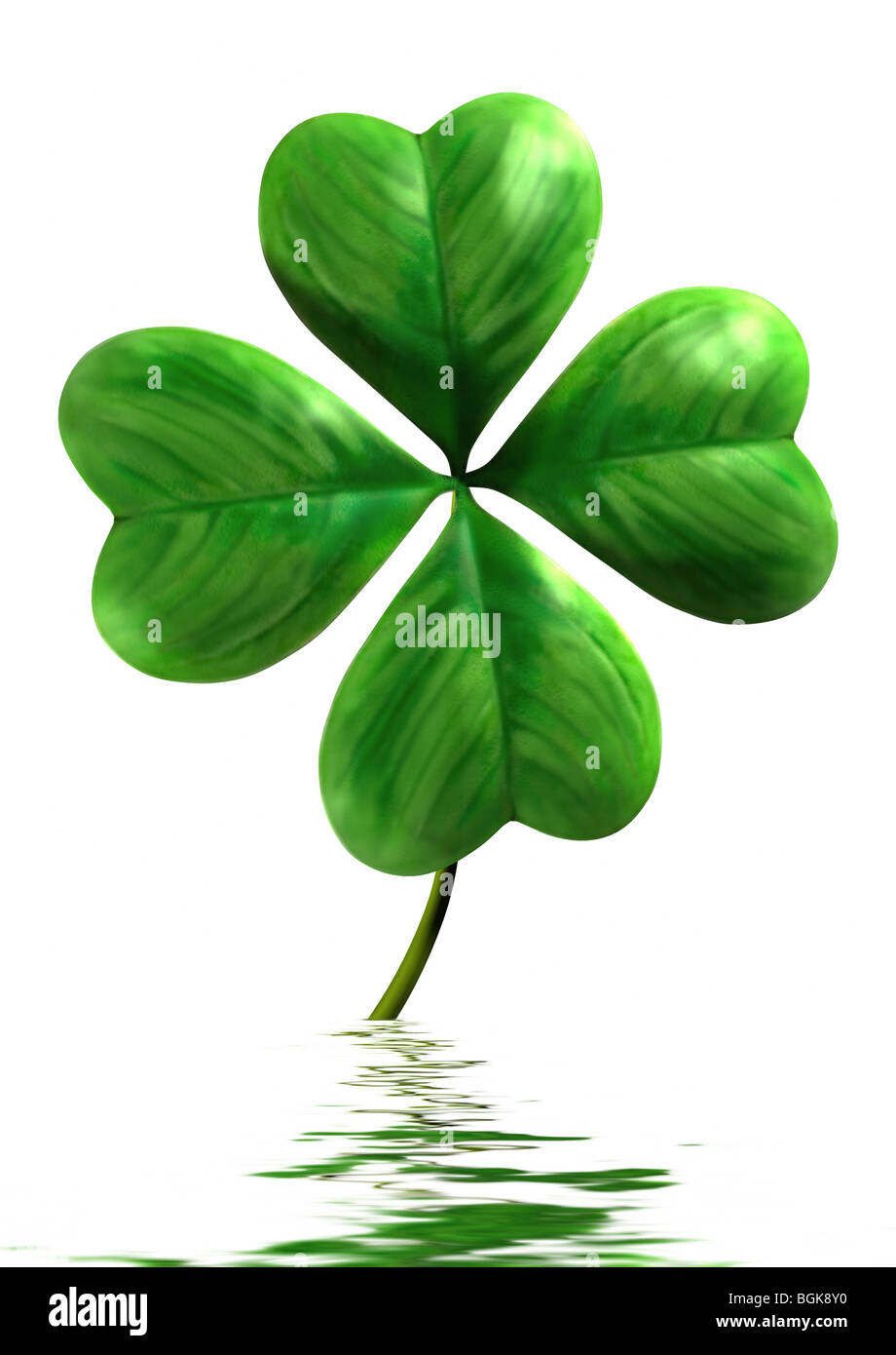Four-leafed shamrock with reflection in water Symbol of luck and Saint Patrick Day holiday Isolated on white background Stock Photo