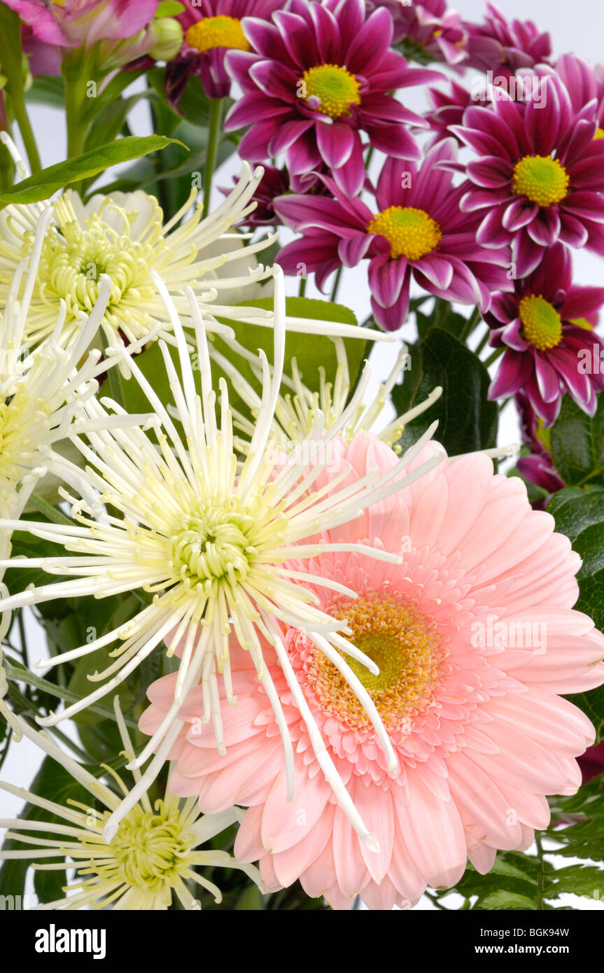 Gerbera daisy and chrysanthemum flowers floral background Stock Photo