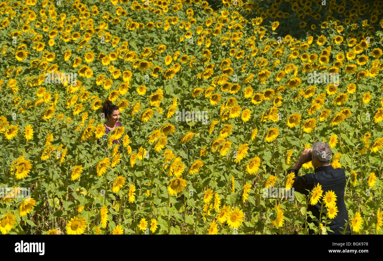 Photography in the sunflower fields near Roussillon, Provence, France Stock Photo