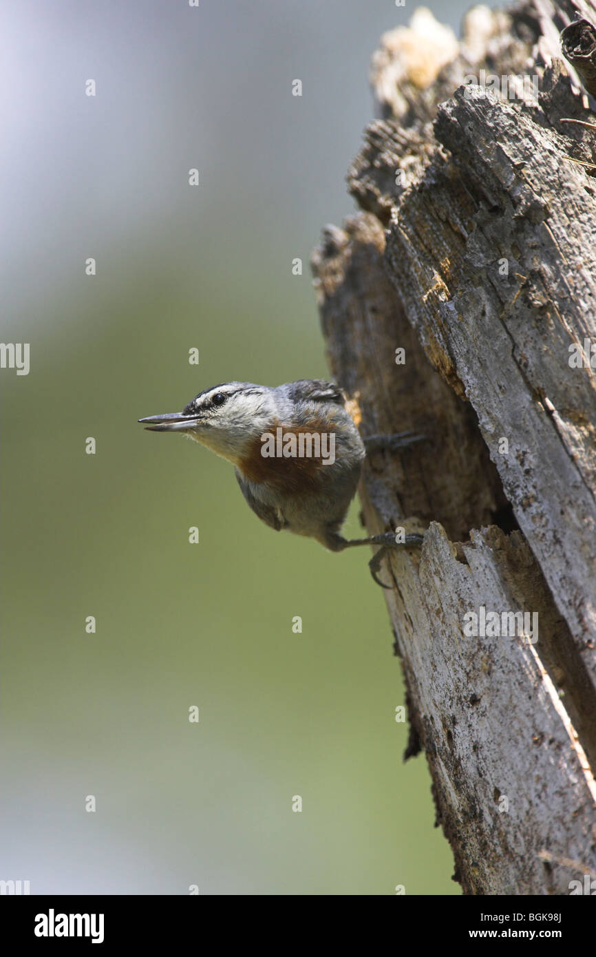 Krüper's Nuthatch Sitta krueperi perched at nest hole and calling at Achladeri forest, Lesvos, Greece in April. Stock Photo