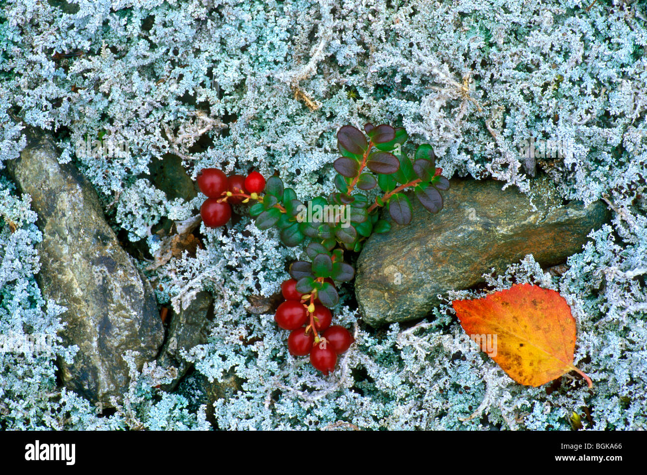 Lowbush cranberry / lingonberries on tomentose snow lichen (Stereocaulon tomentosum) on the tundra, Denali NP, Alaska, USA Stock Photo