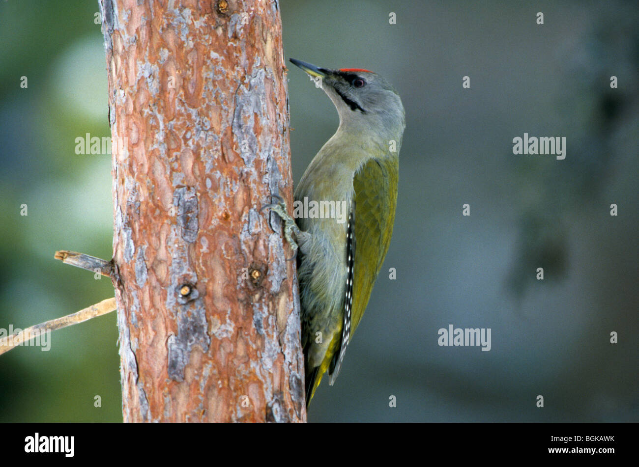 Grey-headed / Grey-faced woodpecker (Picus canus), Sweden Stock Photo