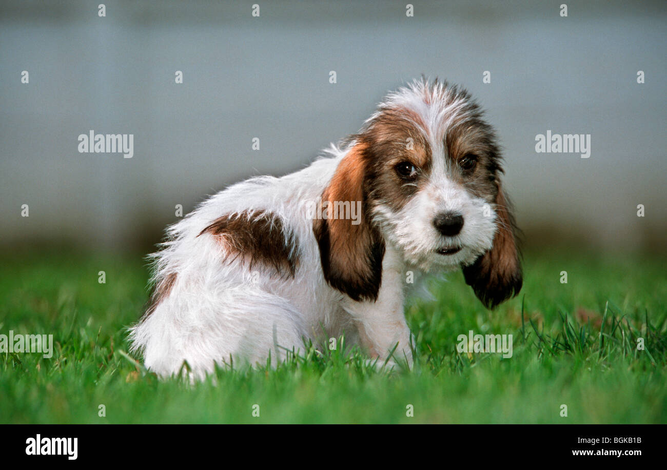 Cute Grand Basset Griffon Vendeen Pup Sitting Outside On Lawn In Stock Photo Alamy