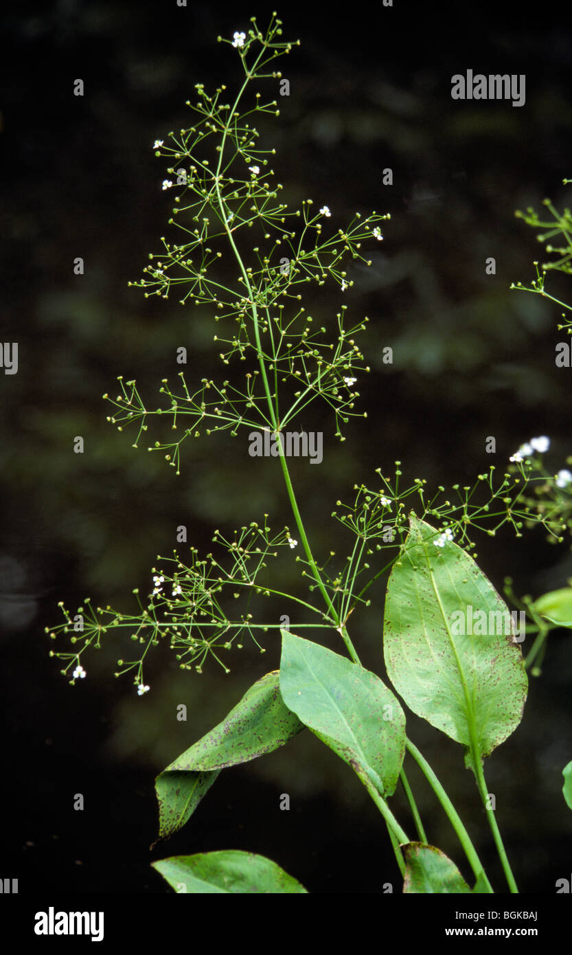 European water-plantain / common water plantain / mad-dog weed (Alisma plantago-aquatica) in flower Stock Photo