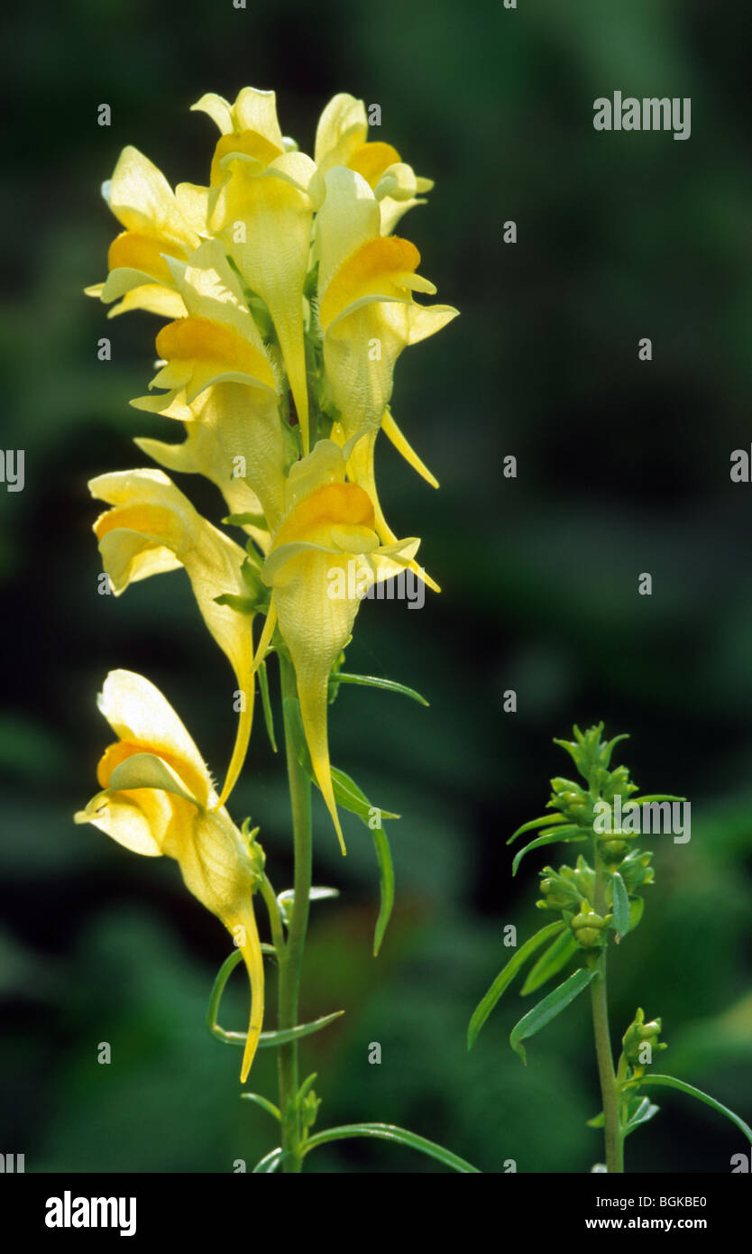 Common toadflax (Linaria vulgaris), Europe Stock Photo