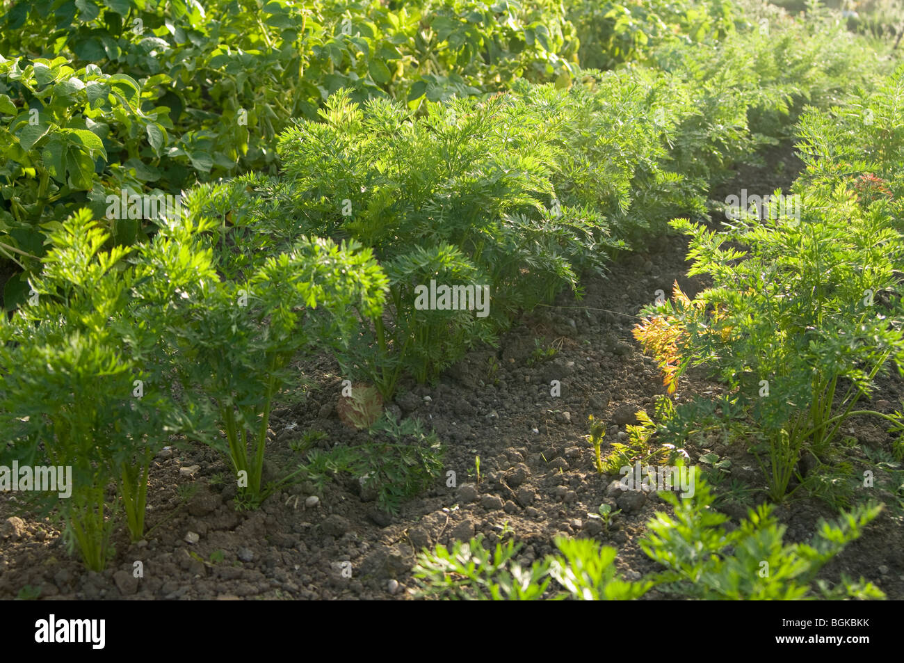 Rows of young carrot plants (daucus carota) growing on an allotment