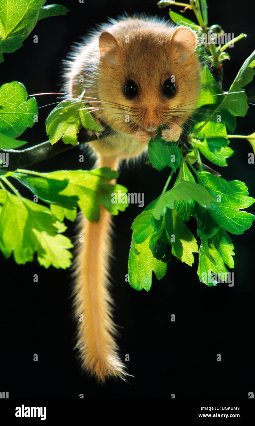 Common dormouse / hazel dormouse (Muscardinus avellanarius) in tree foraging for hazelnuts in forest at night Stock Photo
