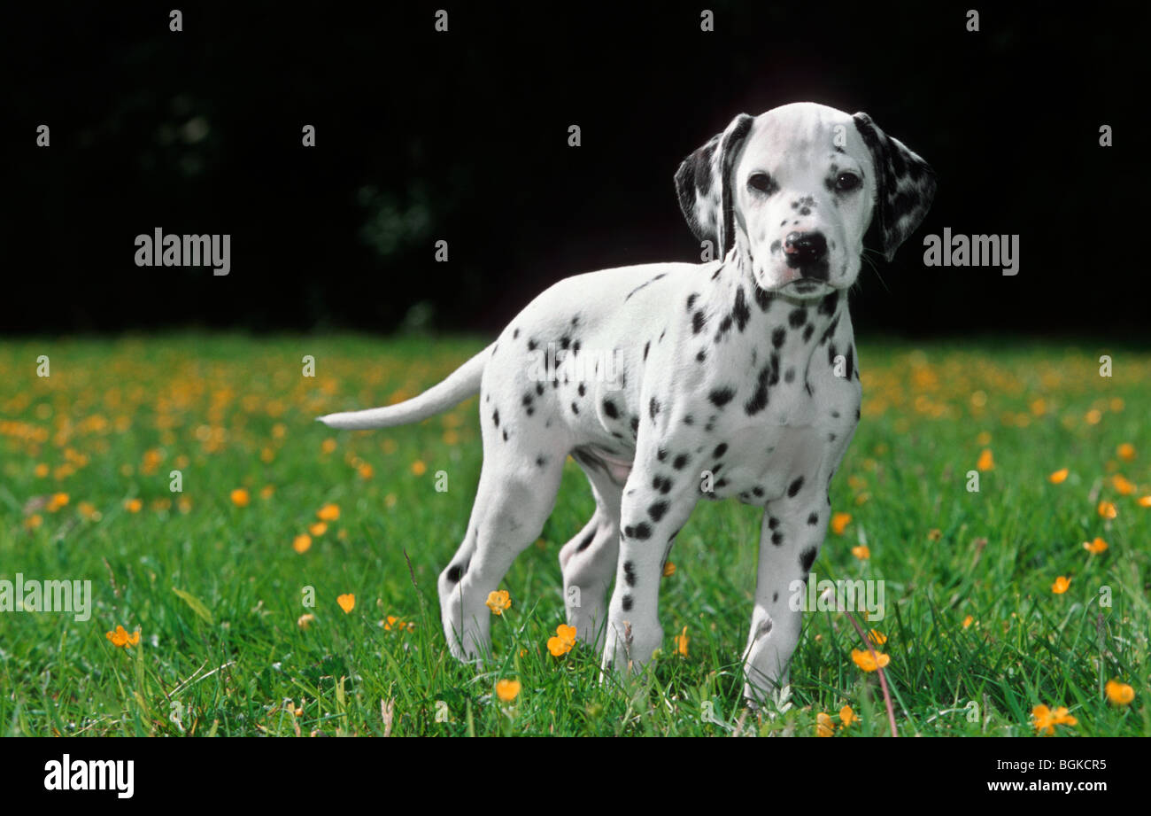 Young Dalmatian (Canis lupus familiaris) dog pup in meadow with wildflowers in summer Stock Photo