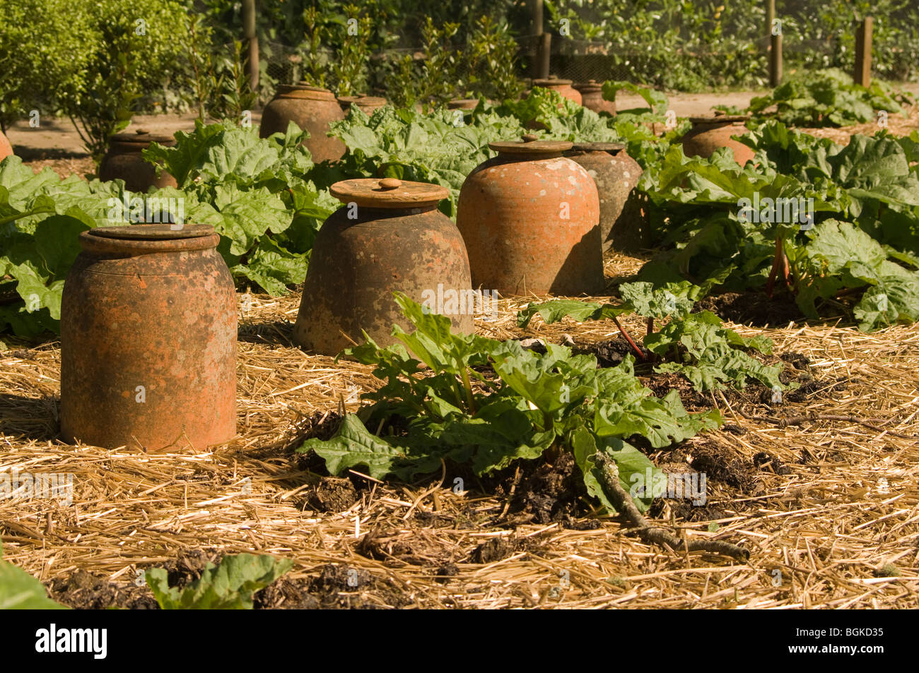 Rhubarb growing on a straw bed with terracotta forcers in the background Stock Photo