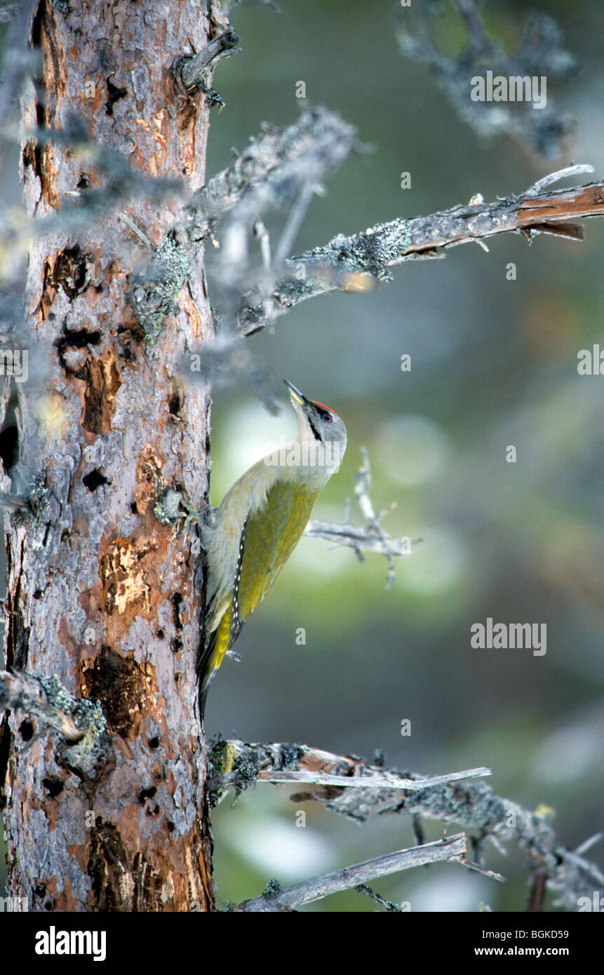 Grey-headed / Grey-faced woodpecker (Picus canus), Sweden Stock Photo